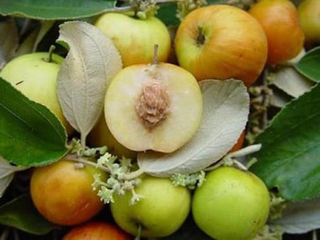 Chữa viêm kết mạc - dịch chiết của lá táo được dùng để rửa mắt trong trường hợp viêm kết mạc hay viêm mắt đỏ.
