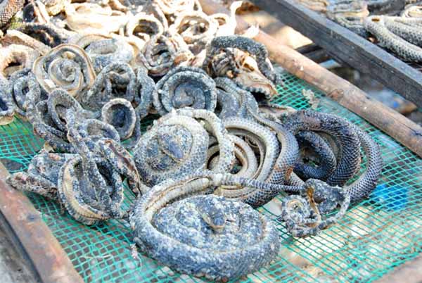 Ngoài lấy thịt làm khô, nơi đây còn làm các loại rắn nguyên con phơi khô, với giá bán từ 200.000 đến 300.000 đồng/kg, chủ yếu phục vụ ngâm rượu.