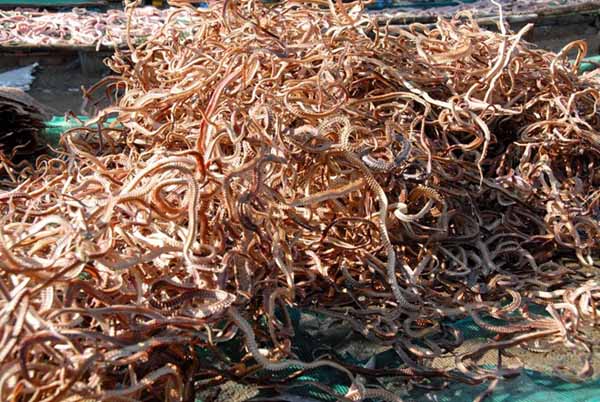 Người làm khô rắn cho biết, sau khi lấy thịt làm khô, tất cả các bộ phận đều có thể tận dụng. Như da và đầu rắn bán cho các hộ nuôi cá, ruột bán cho dân nhậu. Đặc biệt xương rắn phơi khô bán giá 30.000 đồng/kg cho các lò nấu cao.
