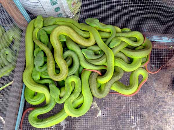 Các loại rắn lành (cắn người không chết) như rắn mối được bán với giá từ 45.000 đồng/kg đến 90.000 đồng/kg.