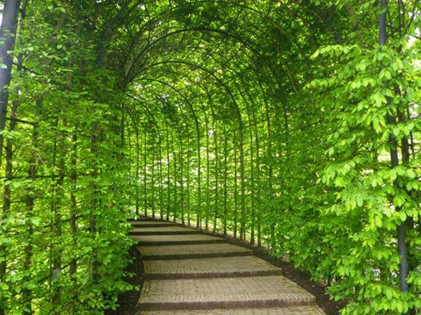 Đường hầm rất đặc biệt được phủ vằng những dây leo xanh mướt dẫn vào khu vườn.