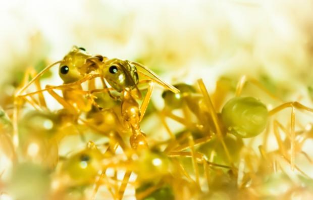 Ngoài ngoại hình giống như những viên kẹo chanh trong suốt, kiến vàng Lasius Interjectus còn tỏa ra mùi chanh thơm quyến rũ. Loài kiến này tỏa mùi hương khi bị phá rối, từ một hóa chất phòng vệ.