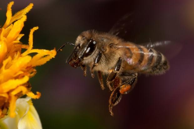 Ong mật châu Phi có mùi chuối. Hương thơm đặc biệt của loài này là tín hiệu thông báo sự sợ hãi đến tổ ong, cảnh báo cho đồng loại. Càng sợ hãi, ong mật châu Phi tỏa mùi chuối càng đậm và tấn công kẻ thù ác liệt.