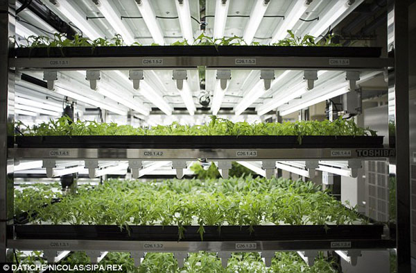 Trang trại trồng rau của Toshiba được thiết kế trong nhà máy công nghệ điện tử với diện tích gần 2000 mét vuông ở Yokosuka, Nhật Bản.