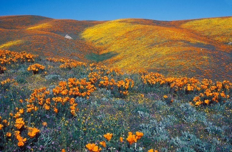 Hoa anh túc ở thung lũng Antelope hiện được bảo tồn và được quy hoạch thành Khu bảo tồn hoa anh túc thung lũng Antelope, California.