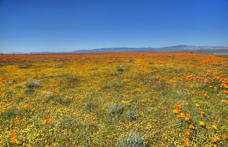Anh túc không phải là loài hoa dại duy nhất phát triển trong thung lũng Antelope.