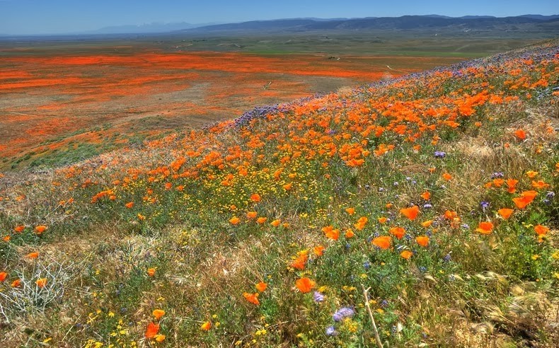 Ngoài anh túc, ở thung lũng Antelope còn ngập tràn nhiều loài hoa dại khác tạo nên bức tranh về các màu sắc và hương thơm mỗi mùa xuân ở sa mạc Mojave.