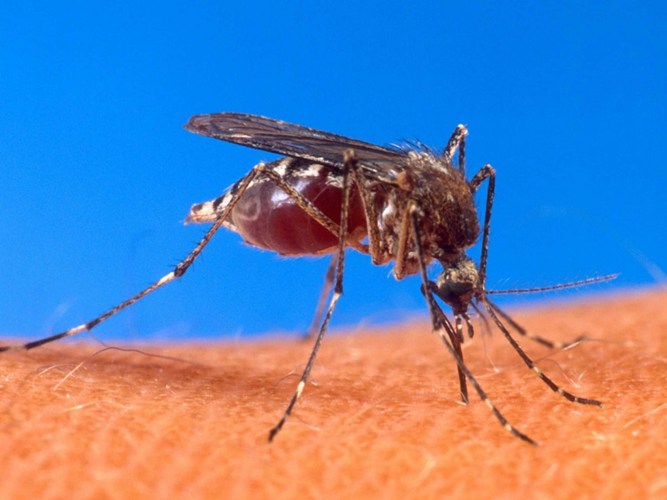 Muỗi. Có thể khó tin, nhưng muỗi là nguyên nhân dẫn đến cái chết của con người nhiều hơn so với bất kỳ sinh vật khác. Danh sách các căn bệnh chết người mà muỗi mang đến là dài và đáng sợ.