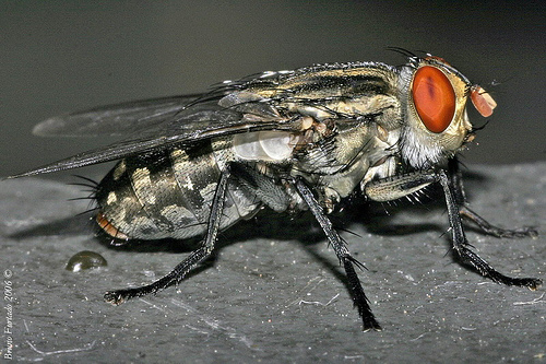 Ruồi trâu: Ấu trùng của ruồi trâu sẽ đào hang, làm tổ dưới da của vật chủ và cư trú bên trong đó suốt nhiều tuần. Các vật chủ có thể cảm nhận những sinh vật ký sinh cử động bên trong những nốt mụn mủ trồi lên.