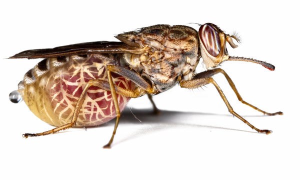 Ước tính có đến 300.000 người bị nhiễm bệnh ngủ do ruồi xêxi gây nên, mà hậu quả là tình trạng sưng não.