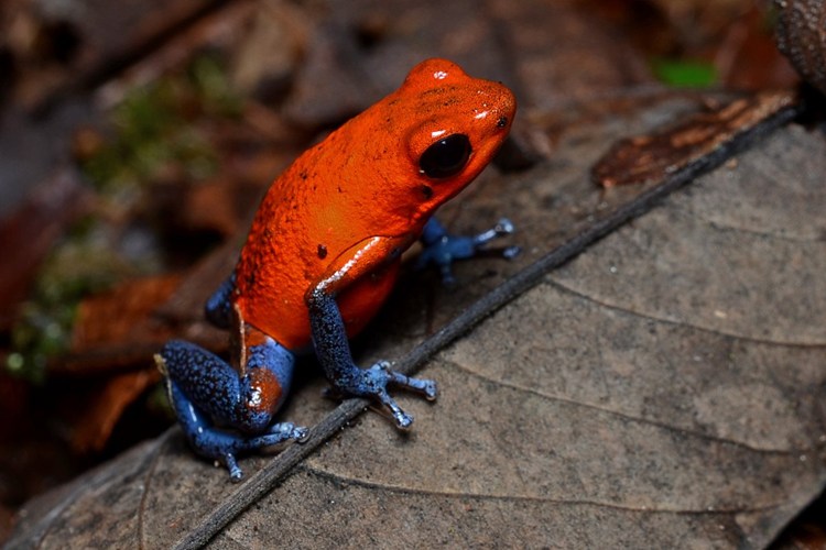 Màu sắc sặc sỡ trong tự nhiên thường là một dấu hiệu nguy hiểm, và những con ếch nhỏ với màu rực rỡ cũng không ngoại lệ.