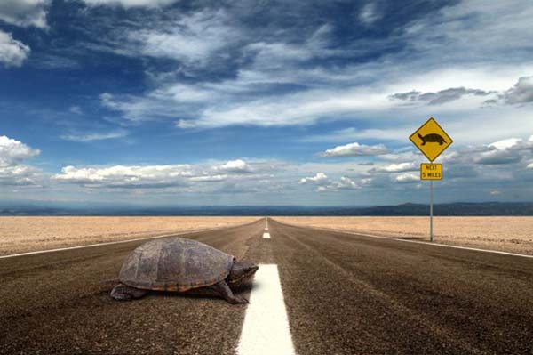 “Cẩn thận có rùa qua đường”