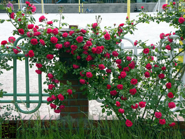 Hoa hồng leo thường được trồng ở những nước ôn đới, có khí hậu lạnh.