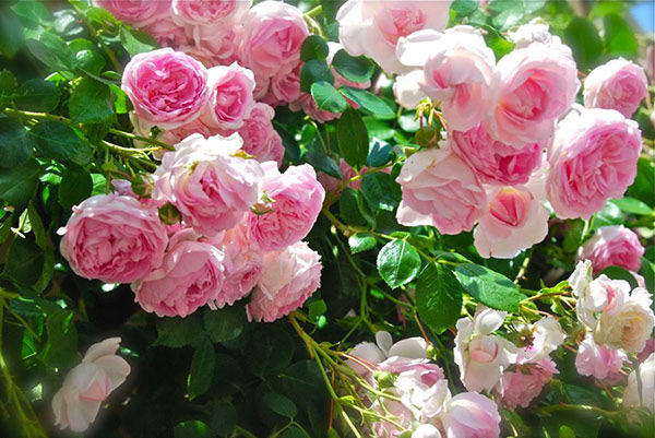 Hoa hồng thường có dạng cây bụi hoặc leo.
