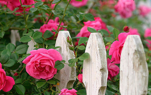 Đối với nhiều người, hoa hồng là loài hoa đẹp nhất thế giới.