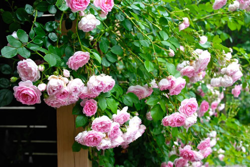 Hoa hồng leo tạo nên những không gian lãng mạn, thơ mộng.