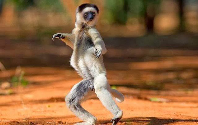 Chú khỉ đang tạo thế khiêu vũ.