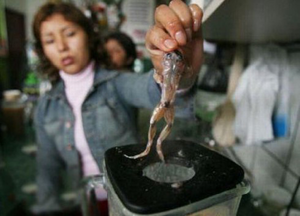 Sinh tố ếch rất được người dân Peru ưa chuộng bởi họ coi đây là thứ thần dược Viagra tự nhiên cải thiện chuyện chăn gối.