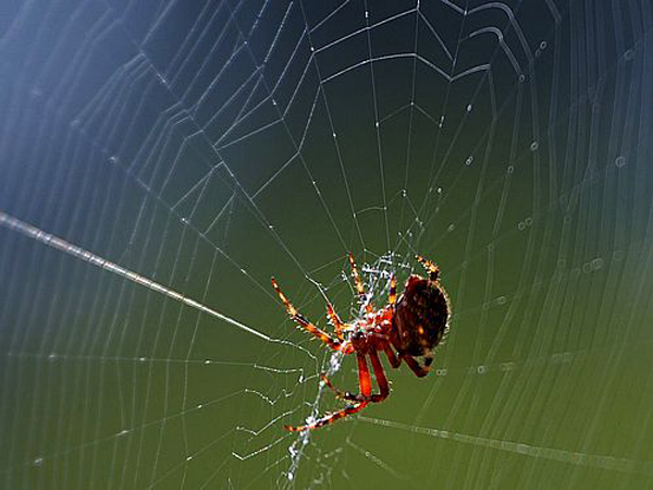 Nhiều tài liệu cho biết, người Anh đã từng tin tưởng việc ăn mạng nhện có thể chữa khỏi bệnh sốt rét.