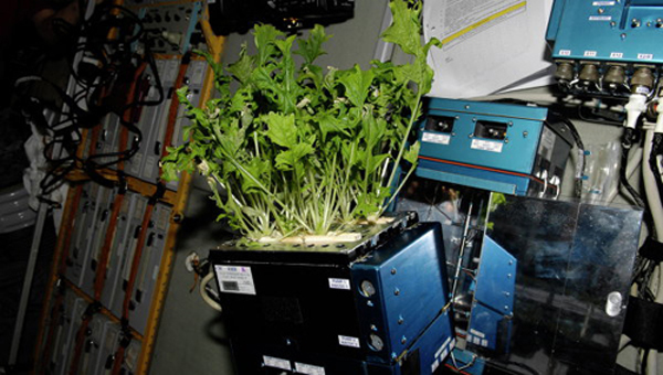 Rau cải Nhật được trồng trên ISS.