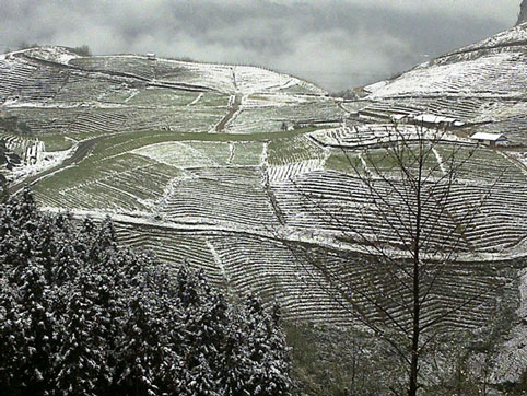 Hình ảnh cảnh vật trên Sapa bị tuyết che phủ tạo nên vẻ đẹp lung linh của địa danh này.