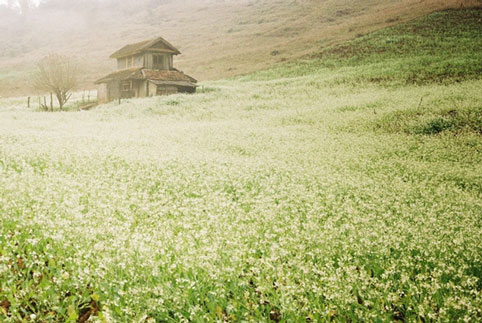 Mộc Châu - Sơn La vào mùa đông có những cánh đồng hoa cải trắng, không khí trong lành sẽ làm du khách xua tan những căng thẳng, mệt mỏi ngày thường.