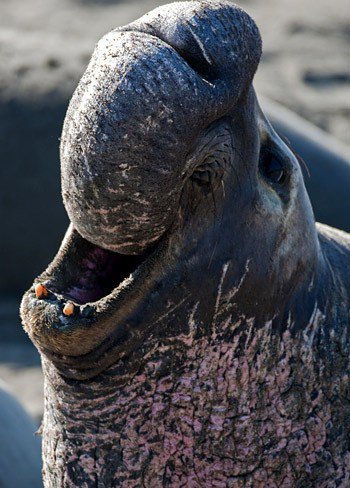 Hải cẩu voi tuy có vẻ ngoài xấu xí đáng sợ nhưng chúng lại rất hiền lành.
