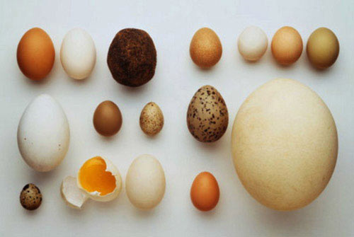 Các nhà nghiên cứu, tin rằng một quả trứng, mỗi ngày giúp ngăn ngừa bệnh nghẽn máu, đau tim và đột quỵ.