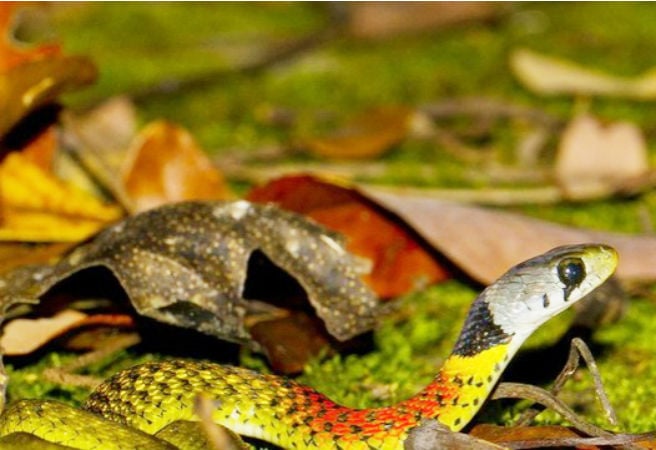Loài rắn độc lạ nhất Việt Nam là những sinh vật độc đáo và đầy bí ẩn, được nhiều người tìm kiếm trong những chuyến khám phá tự nhiên. Chúng có màu sắc đẹp mắt và những đặc điểm độc đáo, là niềm tự hào của đất nước Việt Nam. Hãy xem hình ảnh liên quan để khám phá thêm về loài rắn độc lạ nhất Việt Nam.