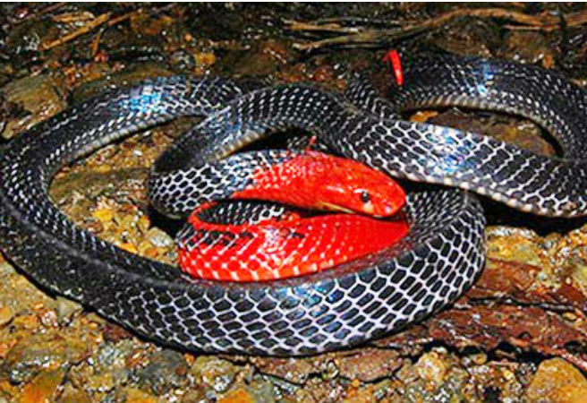 Cạp nong đầu đỏ là một chi cạp nia thuộc họ Rắn hổ có thể dài đến 2,1m. Chúng sinh sống ở rừng mưa thấp. Đây được xem là một loài rắn rất hiếm.