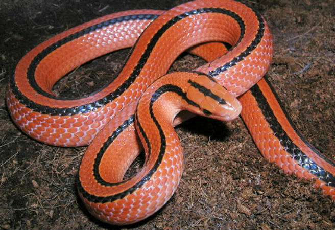 Rắn sọc đốm đỏ là một loài rắn lành tính, dài khoảng 1m, lưng màu đỏ nâu có hai đường mảnh màu đen chạy từ sau mắt tới mút đuôi.