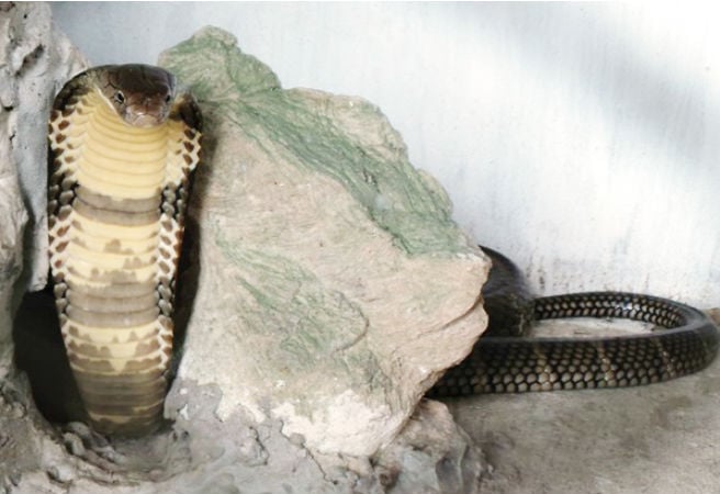 Hổ mang chúa (hay còn gọi là rắn hổ mây bởi tốc độ di chuyển nhanh) được xem là loài rắn độc lớn nhất thế giới, có thể dài đến 5 m và nặng gần 20 kg. Lượng độc của rắn có thể giết chết 160 người mạnh khỏe.