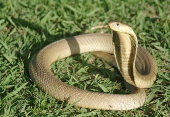 Rắn hổ mang xiêm (Naja siamensis) hay còn gọi là rắn hổ mang bành. Chúng là loài rắn có nọc độc gây chết người. Rắn hổ mang thường tấn công khi bị khiêu khích hay đe dọa.