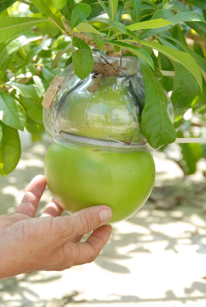 Để tạo hình, ông canh khi trái đào tiên mới to bằng miệng ly uống nước là cho trái vào khuôn để “nặn', khoảng 3,5-4 tháng là có thể thu hoạch.