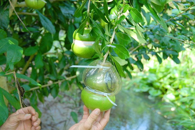 Tuy là năm đầu tiên loại trái này ra mắt thị trường, nhưng đã có nhiều khách hàng từ các tỉnh thành miền Tây và cả TP.HCM, Hà Nội xuống tận vườn đặt mua.