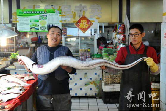 Lươn biển dài 1,98m và nặng 22,5kg được bày bán ở thành phố Thanh Đảo.