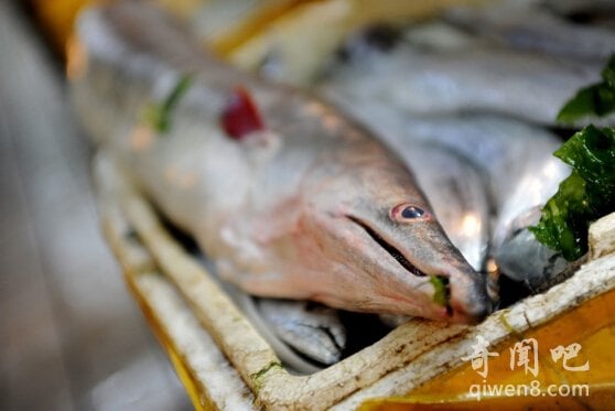 Lươn biển 'khủng' được bày bán ở chợ gây chú ý người tiêu dùng.