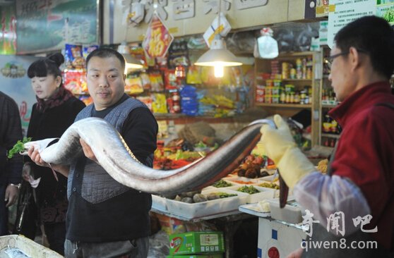 Chủ cửa hàng hải sản tự hào về con lươn khổng lồ.