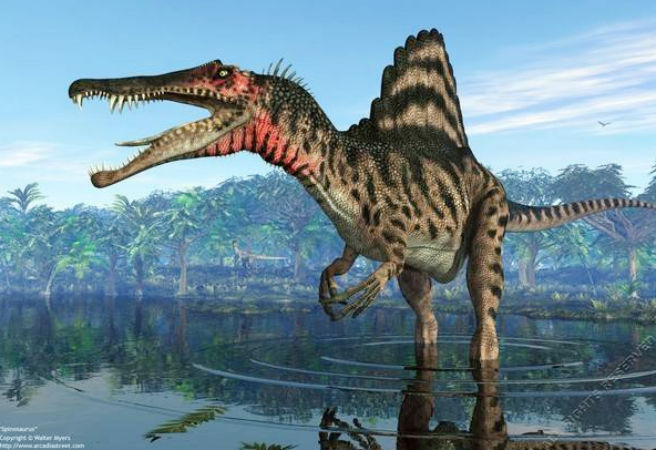 Spinosaurus là loài khủng long cạn đầu tiên được biết là có thể sống dưới nước. Với cân nặng 20 tấn và chiều cao gần 15m, chúng có thân hình dài hơn con khủng long bạo chúa lớn nhất từng được phát hiện khoảng 3m.