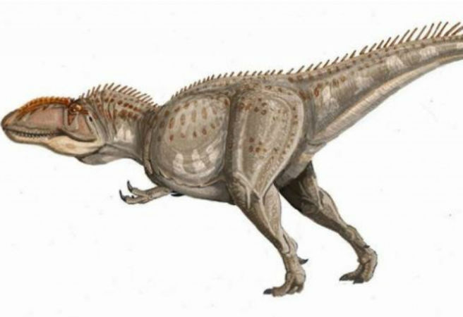 Giganotosaurus là những loài ăn thịt lớn nhất từng tồn tại với chiều cao từ 12,2 đến 12,5m, trọng lượng cơ thể từ 6,5-13,8 tấn. Với cái đầu khá lớn và hàm răng chắc khỏe, Giganotosaurus dễ dàng ăn trọn con mồi.