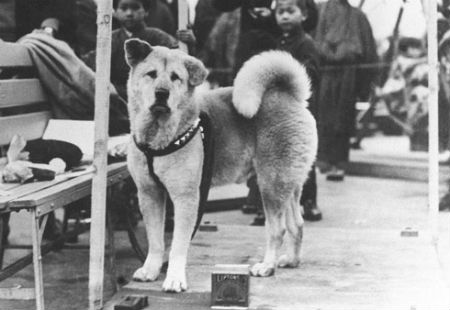Chú chó Hachiko đứng đợi chủ nhân ở ga tàu trong suốt nhiều năm trời. Được xem là 'báu vật quốc gia' về sự trung thành.