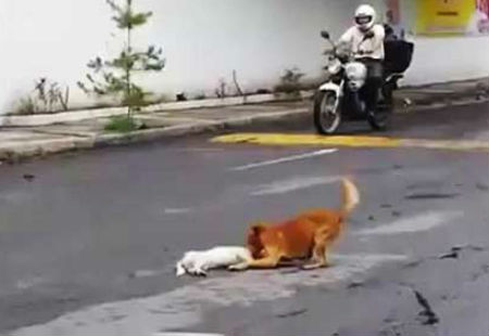 Dân mạng cảm động trước chú chó vàng xông ra kéo đồng loại vào lề đường bất chấp nguy hiểm.