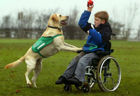 Chủ nhân bị khuyết tật luôn coi chú chó này là một người bạn thân thiết.