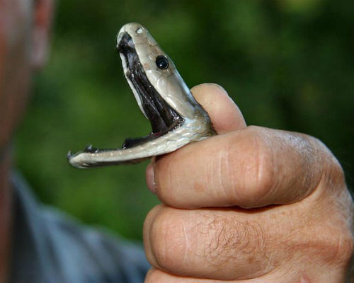 Trung bình rắn Mamba dài khoảng 2,5 m đến 3,2 m và con lớn có thể dài tới 4,45m.