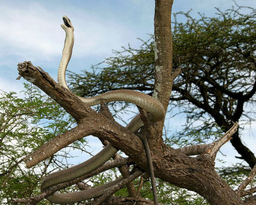 Hình ảnh một con rắn Mamba trưởng thành trên cây.