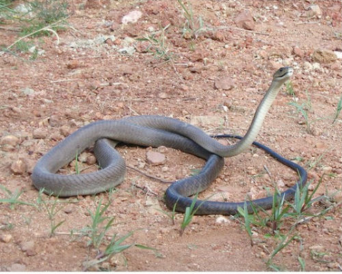 Đây là loài rắn bò nhanh nhất thế giới, với vận tốc từ 4,32 tới 5,4 m một giây (16–20 km/h, 10–12 mph).