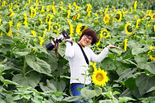 Nhiều người từng biết tới những đồi hoa hướng dương bạt ngàn ở Ukraine, Thái Lan, hay ở Hokkaido, Nhật Bản nhưng ít ai biết tới một cánh đồng hoa dướng dương ngút tầm mắt ở ngay chính Nghệ An.