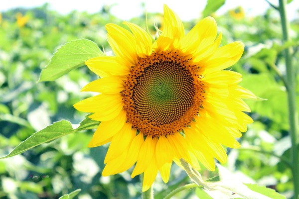 Thật đặc biệt khi loài hoa mặt trời này ngay trên đất Việt.
