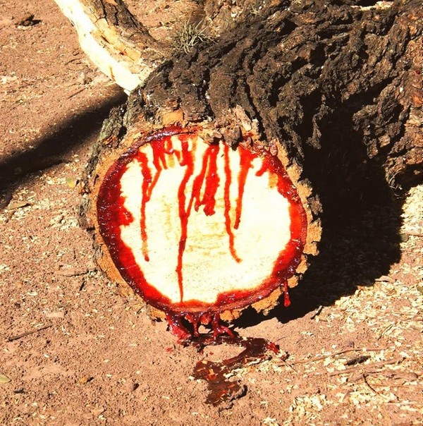 Pterocarpus angolensis là một loài cây thân gỗ có khả năng kì lạ là chảy máu như người nếu bị thương.