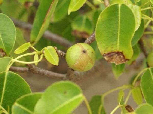 Là một loại cây phát triển ở Florida và Nam Mỹ - Manchineel nổi tiếng nhờ khả năng tự vệ và sát thủ “không ghê tay” của mình.